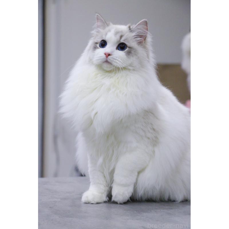 販売中の大阪府のラグドール-127077の2枚目