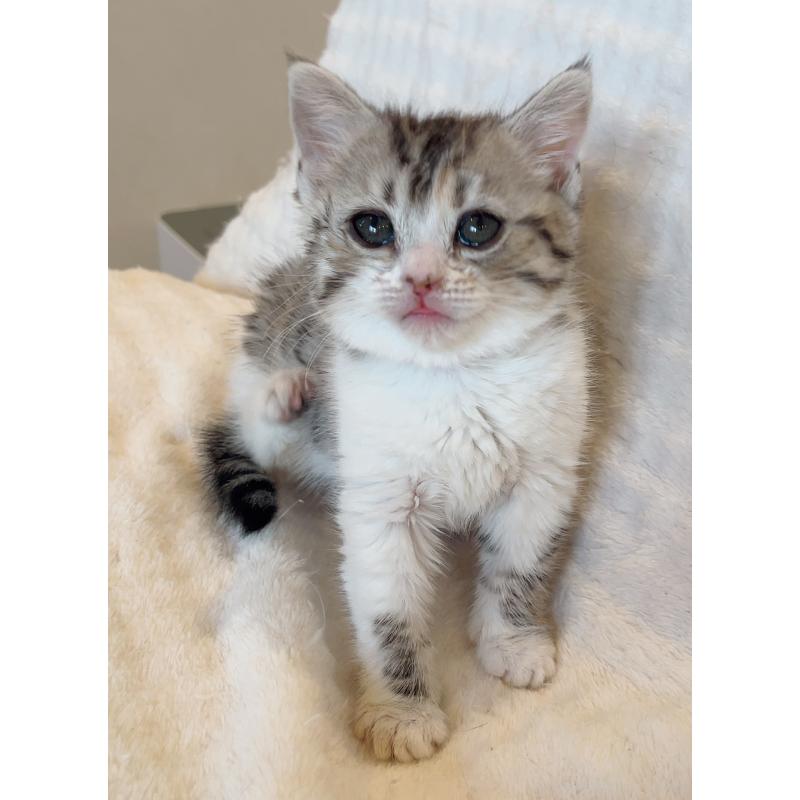 販売中の福島県のミックス-137330の3枚目