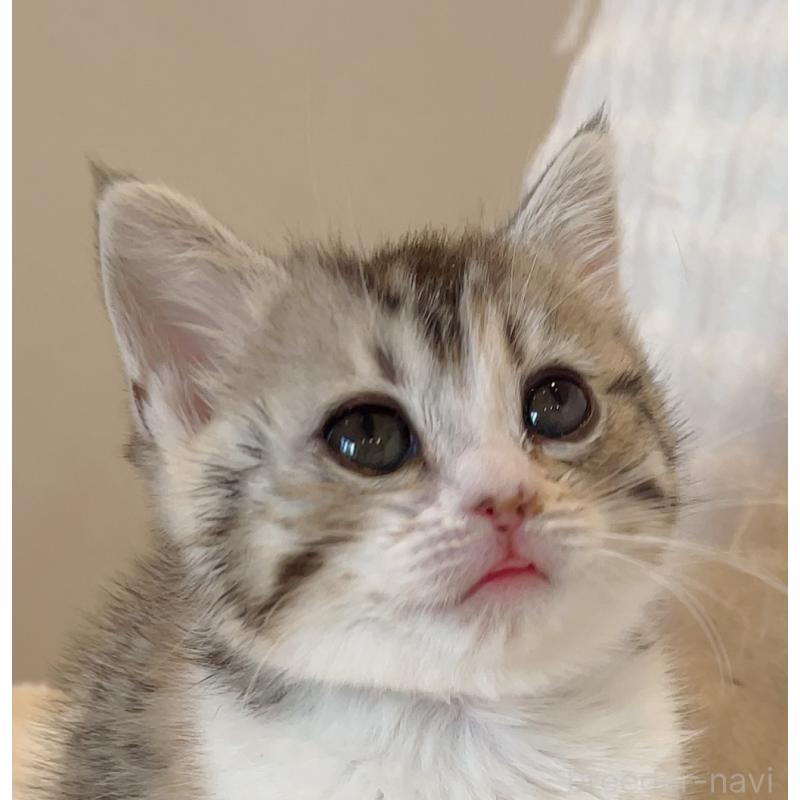 販売中の福島県のミックス-137330の2枚目