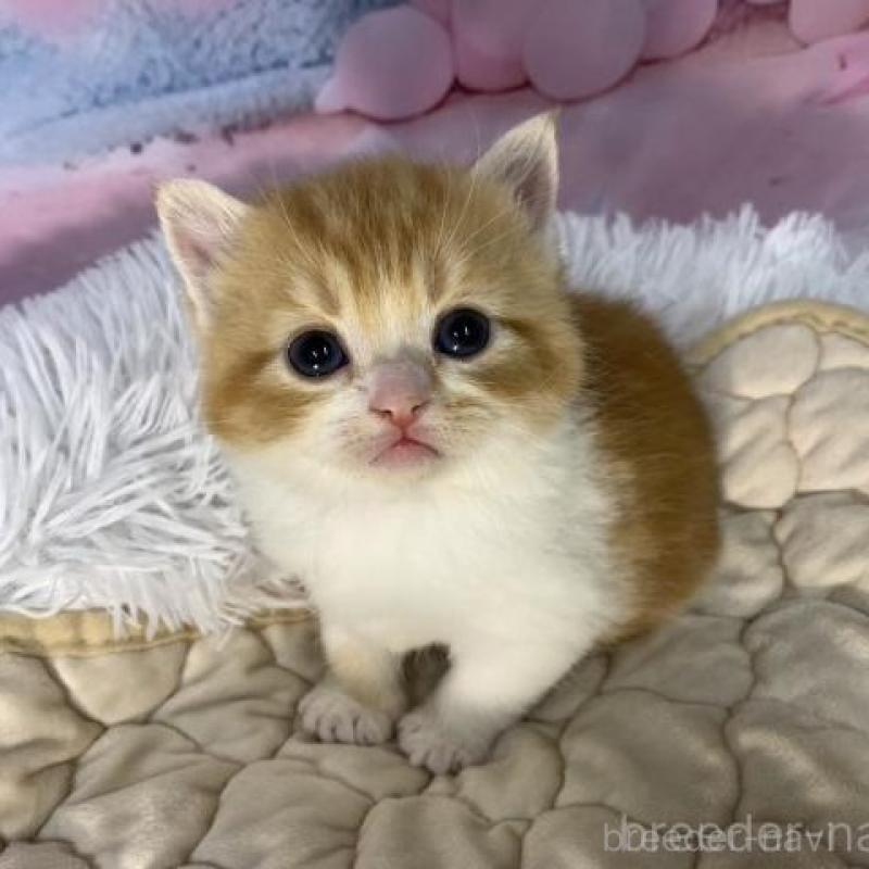 販売中の大阪府のマンチカン-137331の6枚目