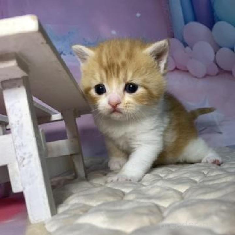 販売中の大阪府のマンチカン-137331の5枚目