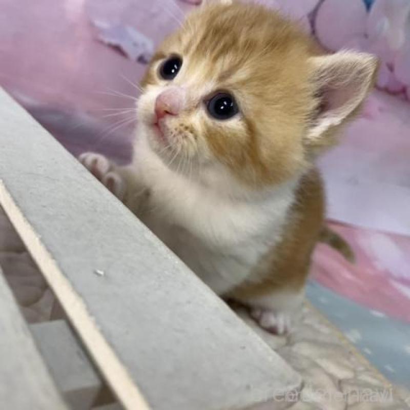 販売中の大阪府のマンチカン-137331の4枚目