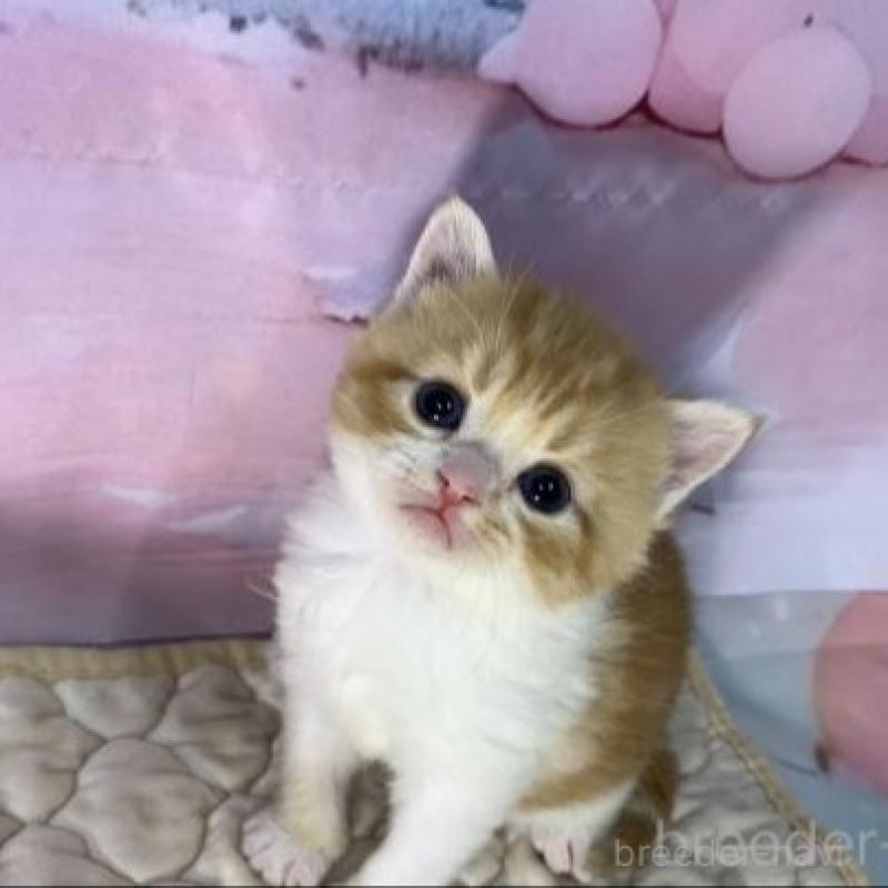 販売中の大阪府のマンチカン-137331の2枚目