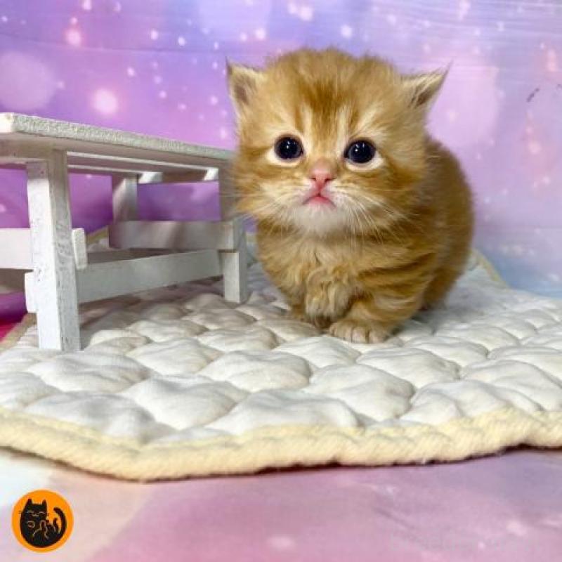 販売中の大阪府のマンチカン(短足)-137332の1枚目