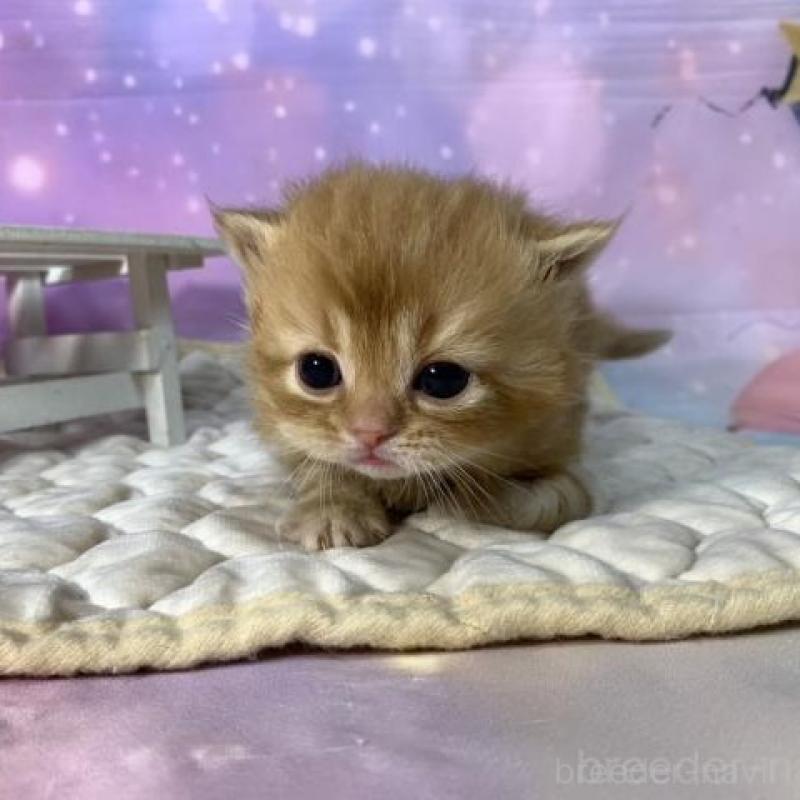 販売中の大阪府のマンチカン(短足)-137332の6枚目