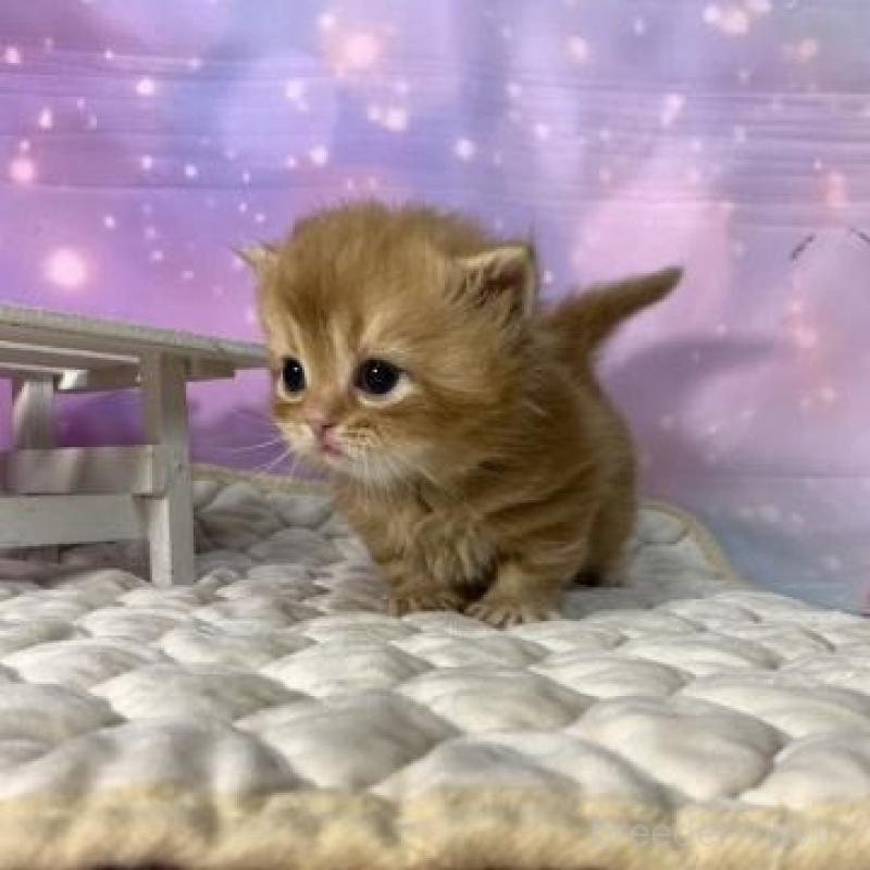 販売中の大阪府のマンチカン(短足)-137332の4枚目