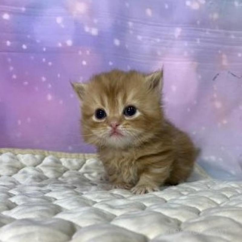 販売中の大阪府のマンチカン(短足)-137332の3枚目