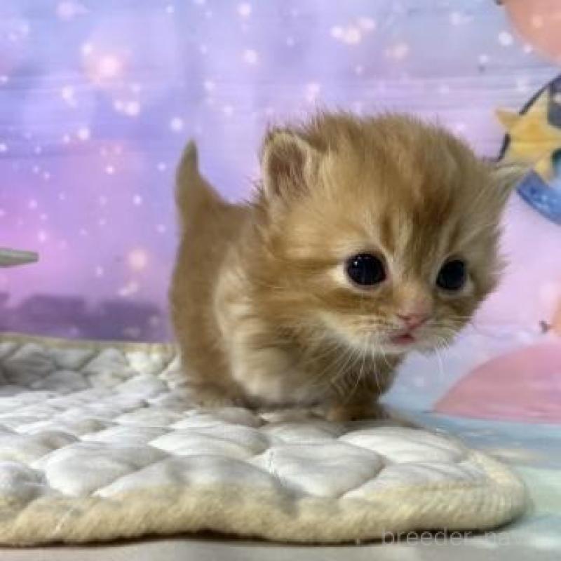 販売中の大阪府のマンチカン(短足)-137332の2枚目