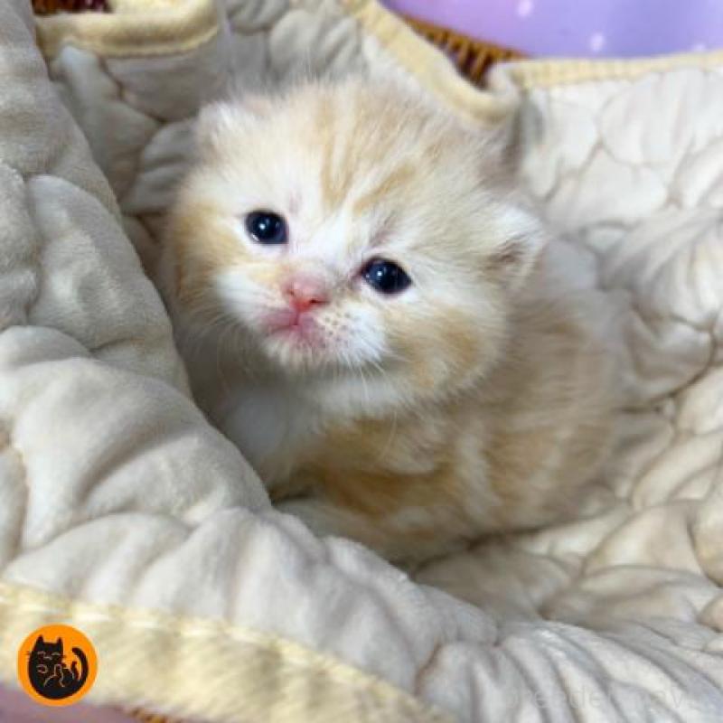 販売中の大阪府のスコティッシュフォールド-137333