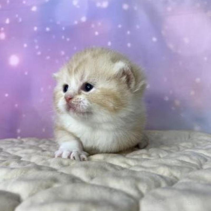 販売中の大阪府のスコティッシュフォールド-137333の6枚目