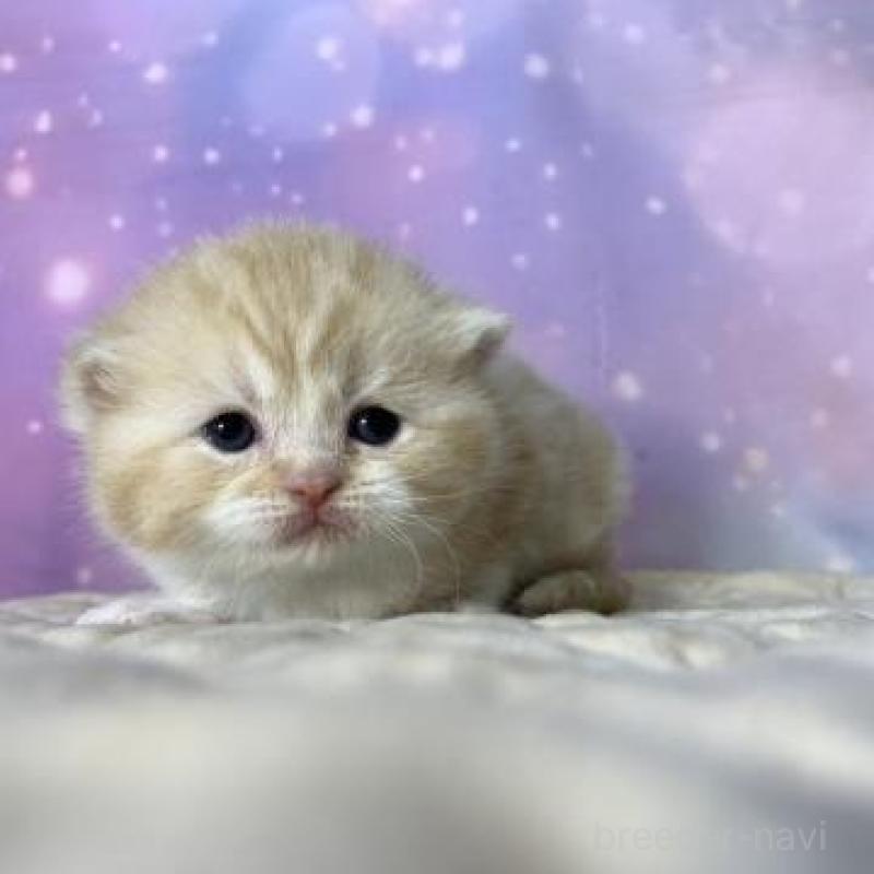 販売中の大阪府のスコティッシュフォールド-137333の5枚目