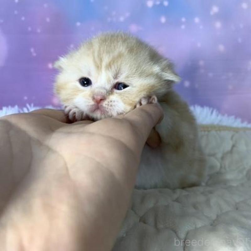 販売中の大阪府のスコティッシュフォールド-137333の4枚目