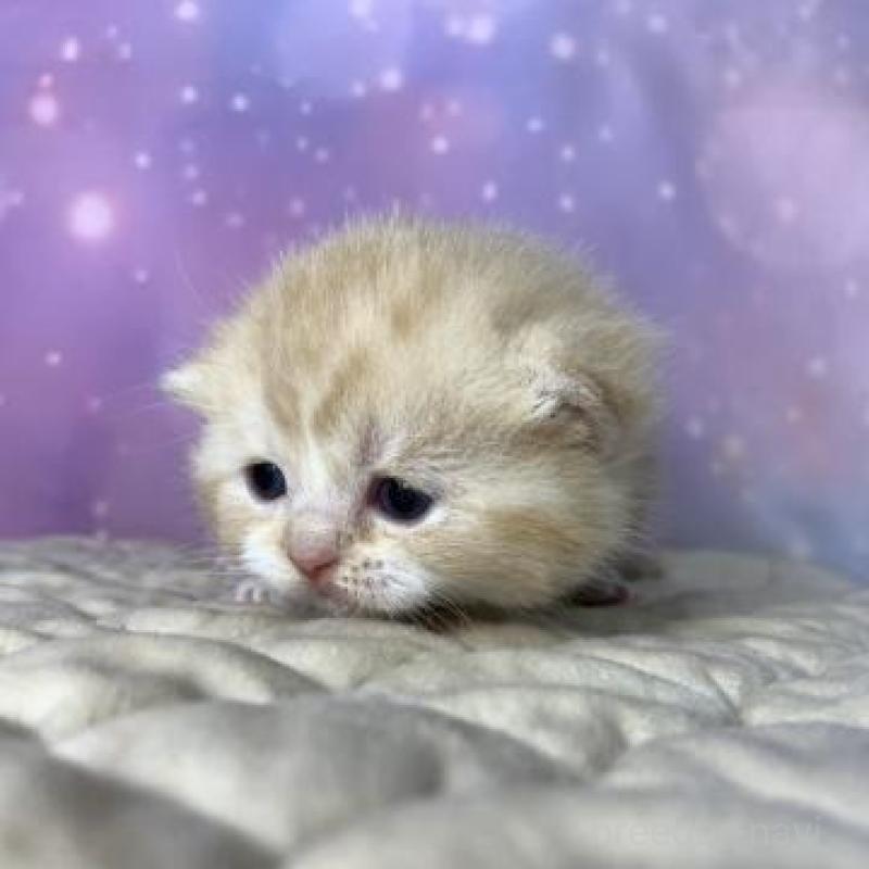 販売中の大阪府のスコティッシュフォールド-137333の3枚目