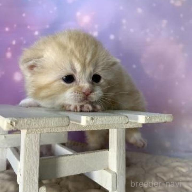 販売中の大阪府のスコティッシュフォールド-137333の2枚目