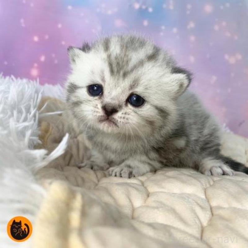 販売中の大阪府のスコティッシュフォールド-137334