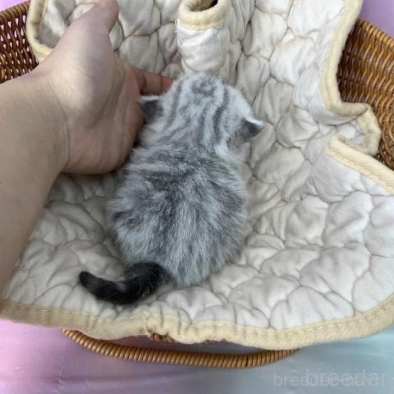 販売中の大阪府のスコティッシュフォールド-137334の4枚目