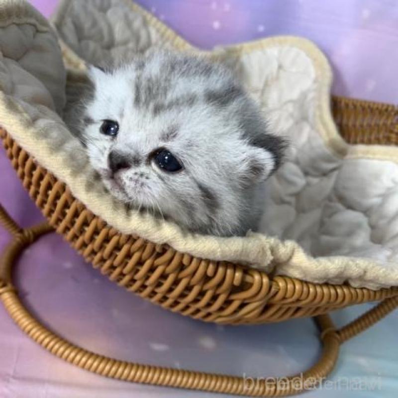 販売中の大阪府のスコティッシュフォールド-137334の2枚目