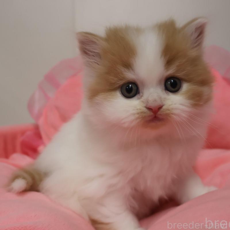 販売中の東京都のスコティッシュフォールド-137335