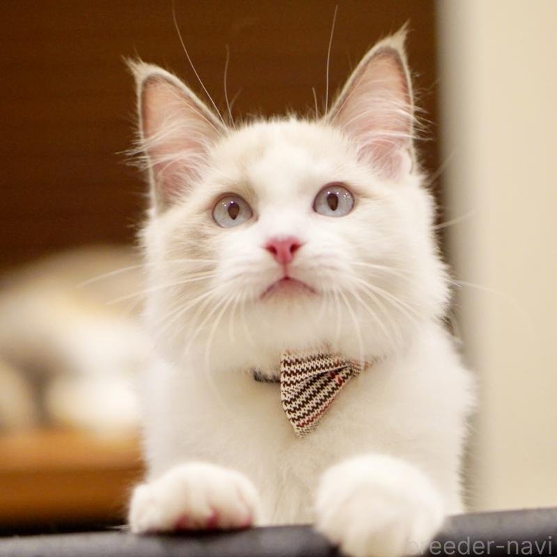 販売中の東京都のラグドール-129845