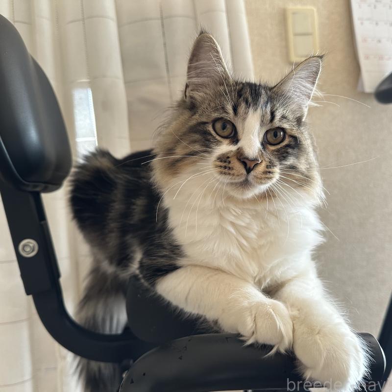 販売中の千葉県のサイベリアン-129490