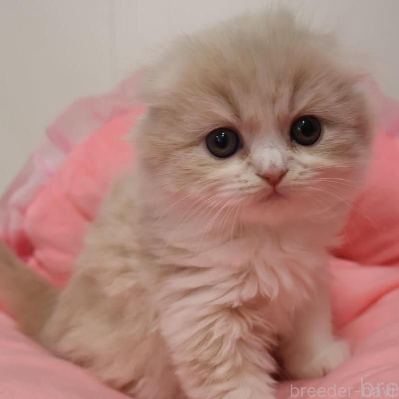 販売中の東京都のスコティッシュフォールド(折れ耳)-137337