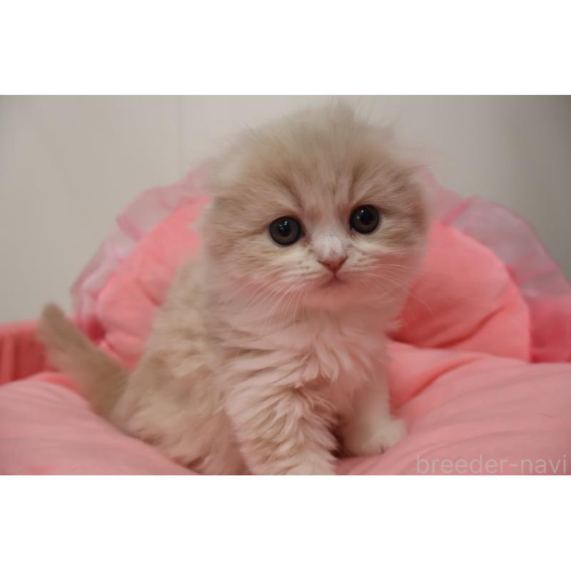 販売中の東京都のスコティッシュフォールド(折れ耳)-137337の2枚目