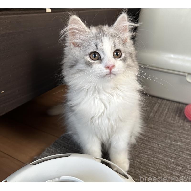 販売中の千葉県のサイベリアン-134397の1枚目