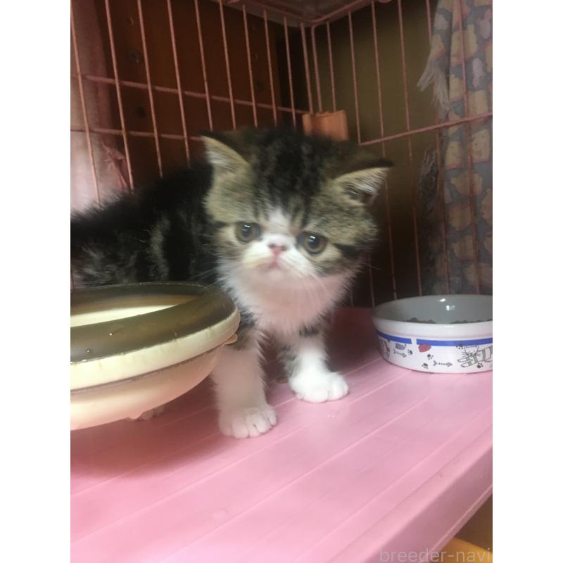 販売中の神奈川県のエキゾチックショートヘア-135863の4枚目