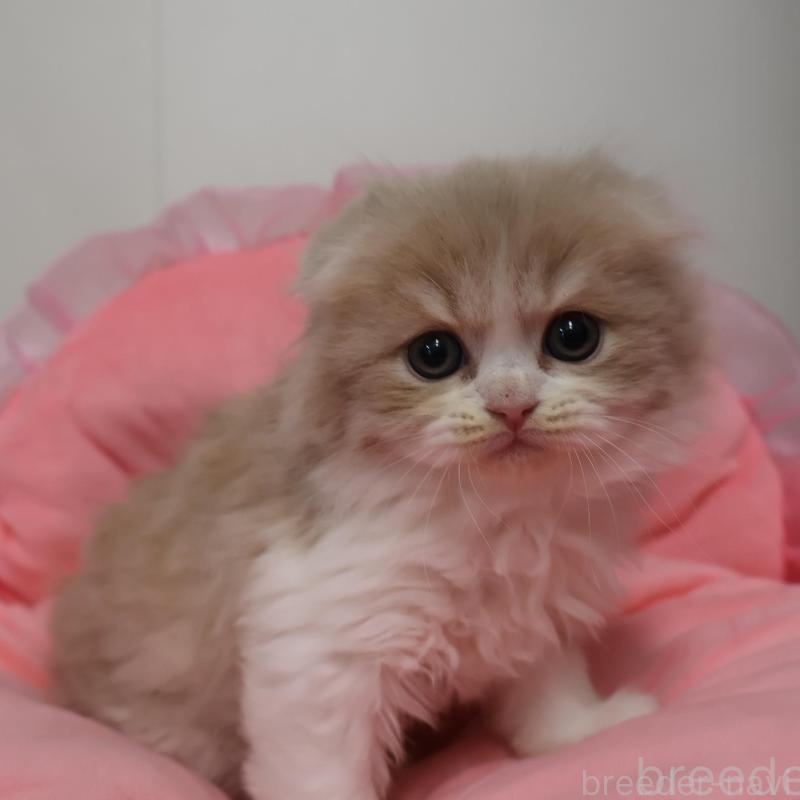 販売中の東京都のスコティッシュフォールド(折れ耳)-137338