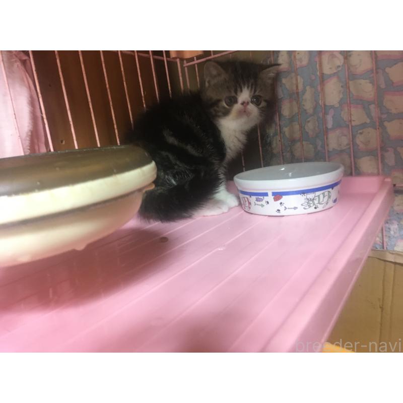 販売中の神奈川県のエキゾチックショートヘア-135863の3枚目