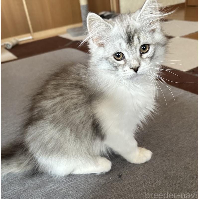 販売中の千葉県のサイベリアン-134399の2枚目