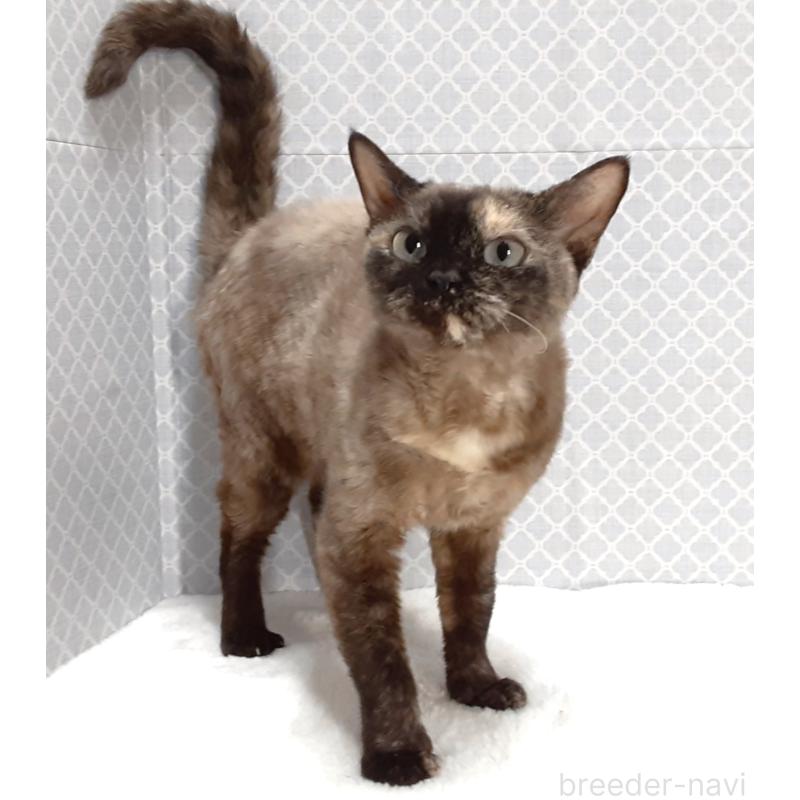 販売中の岐阜県のデボンレックス-137339の5枚目