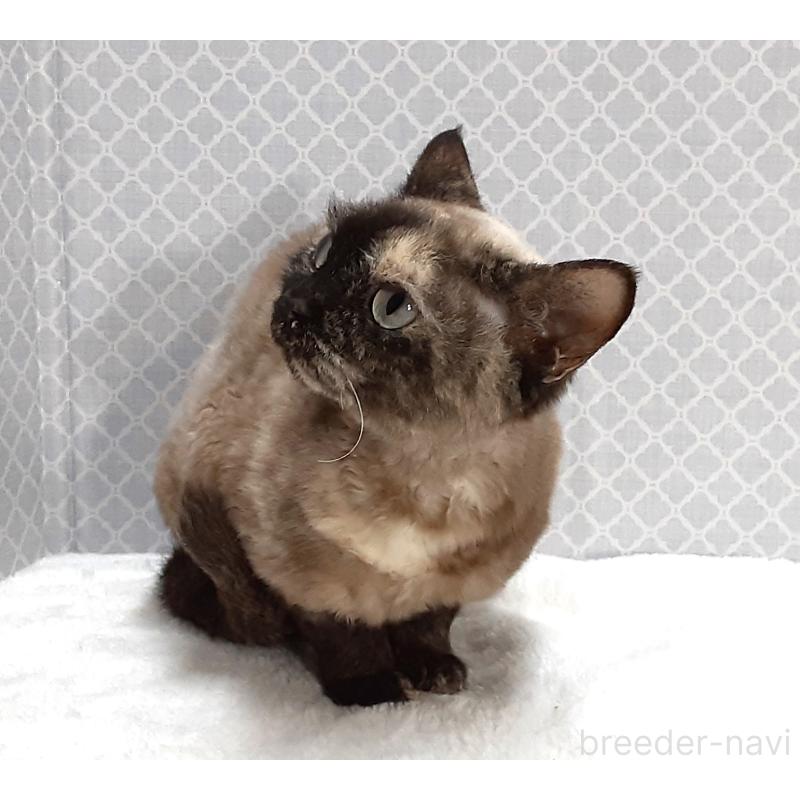 販売中の岐阜県のデボンレックス-137339の4枚目