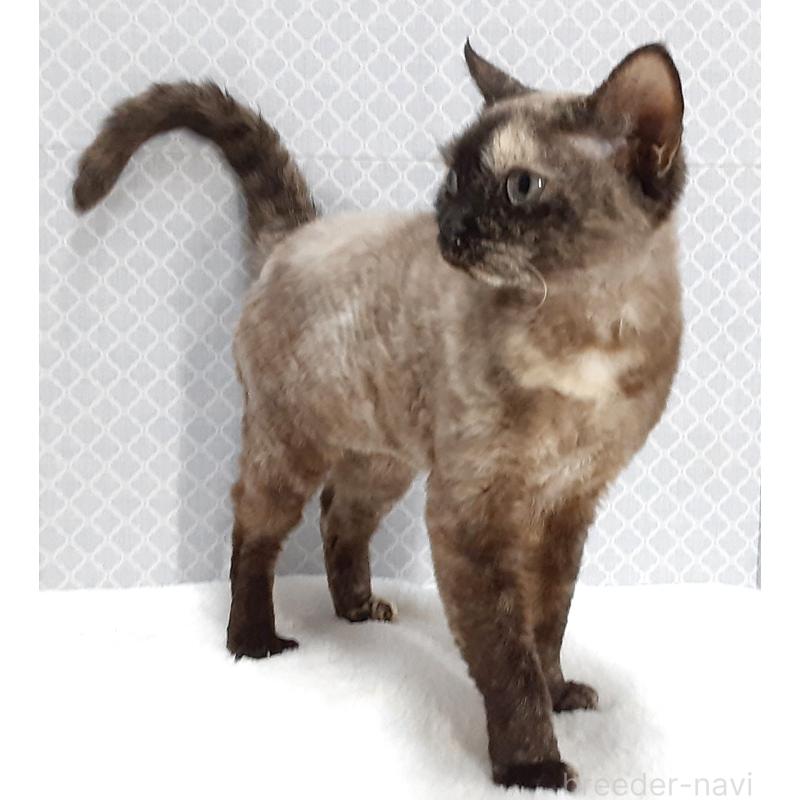 販売中の岐阜県のデボンレックス-137339の2枚目