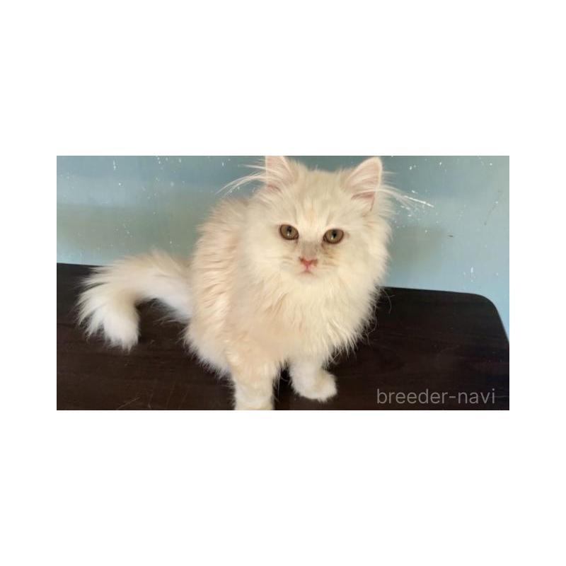 販売中の埼玉県のサイベリアン-137340の6枚目