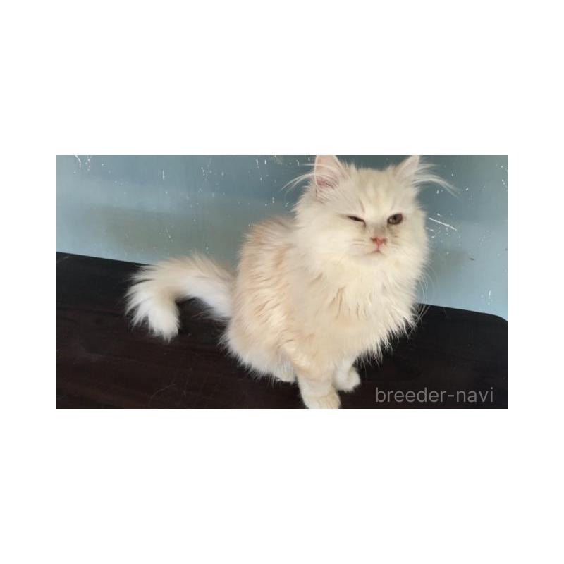 販売中の埼玉県のサイベリアン-137340の5枚目