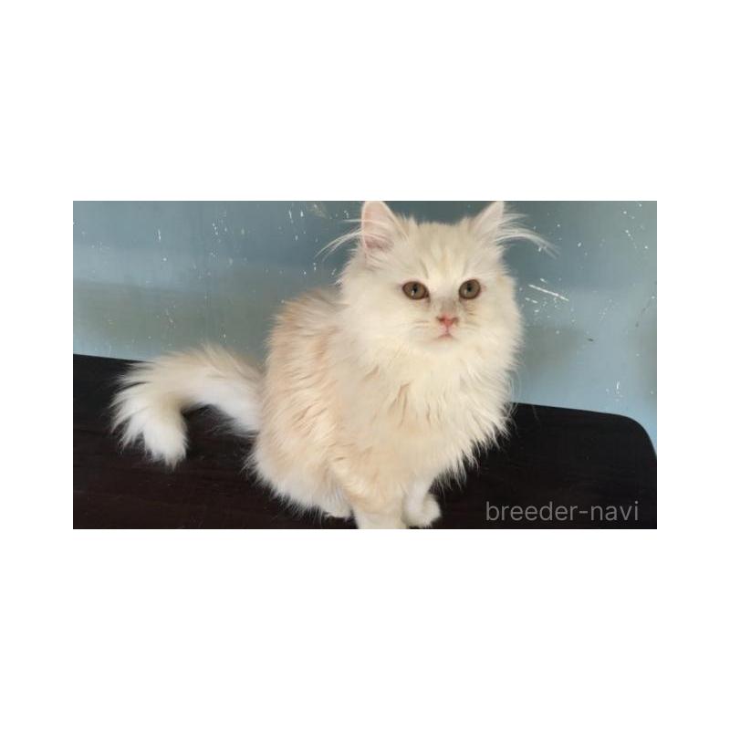 販売中の埼玉県のサイベリアン-137340の4枚目