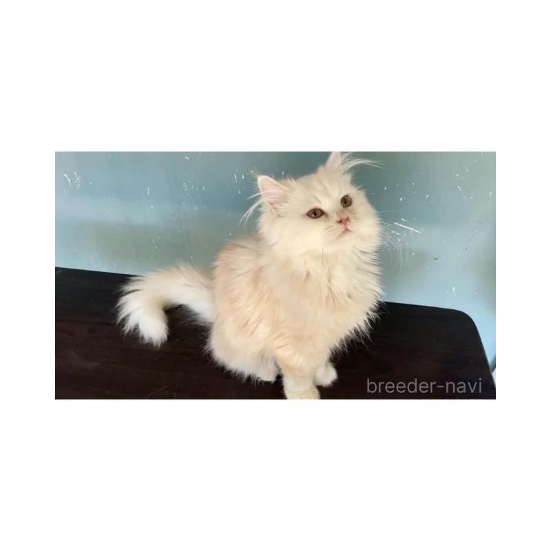 販売中の埼玉県のサイベリアン-137340の3枚目