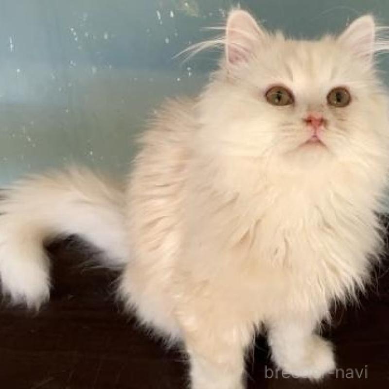 販売中の埼玉県のサイベリアン-137340の1枚目