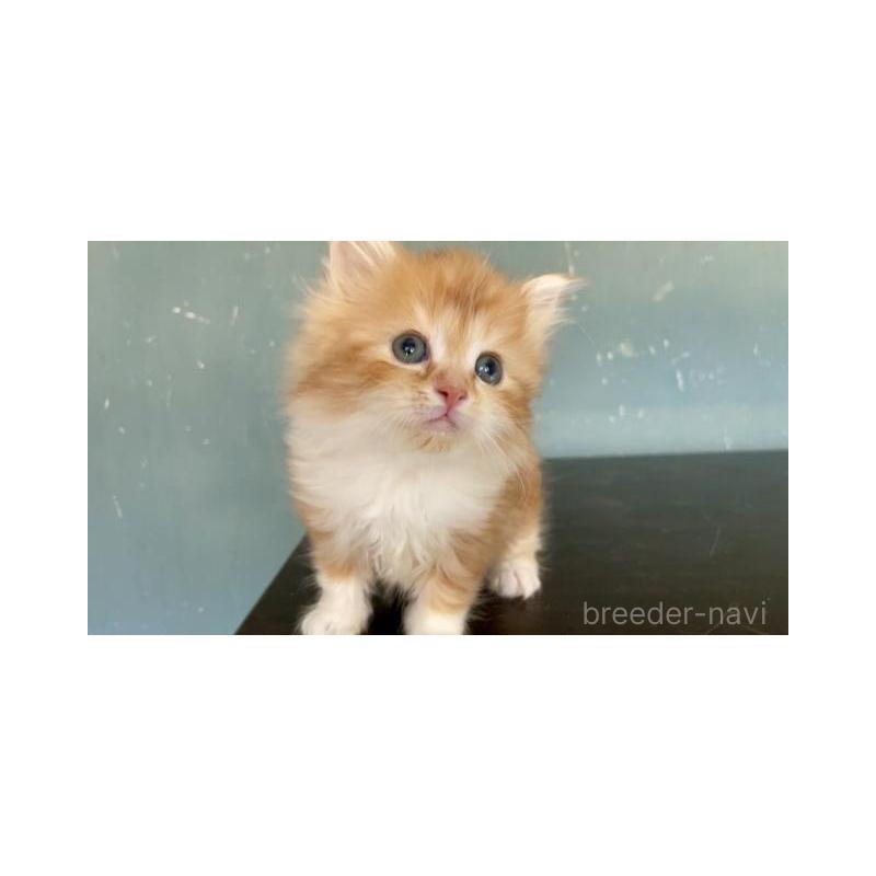 販売中の埼玉県のサイベリアン-137341の4枚目