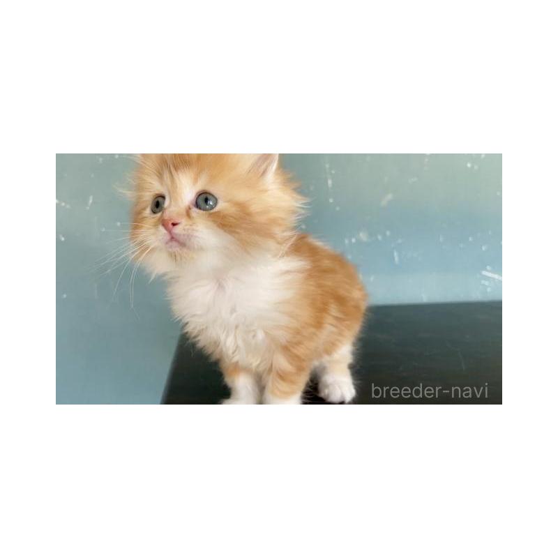 販売中の埼玉県のサイベリアン-137341の5枚目