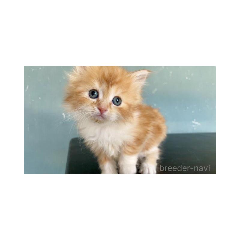 販売中の埼玉県のサイベリアン-137341の3枚目