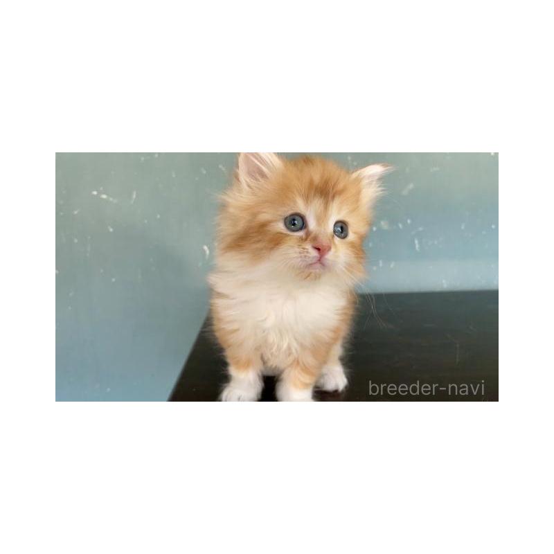 販売中の埼玉県のサイベリアン-137341の2枚目