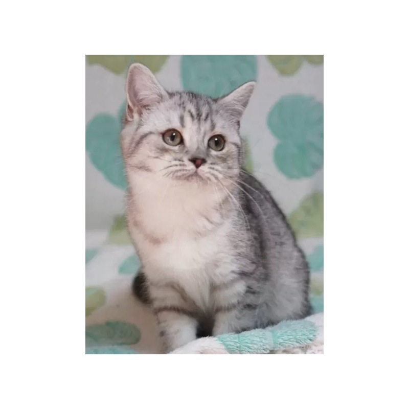 販売中の京都府のミックス-137342の3枚目