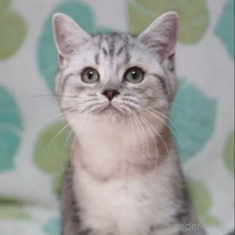 販売中の京都府のミックス-137342の1枚目