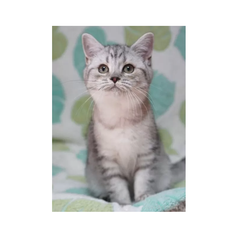 販売中の京都府のミックス-137342の2枚目