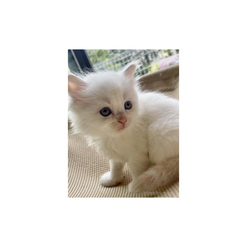 販売中の埼玉県のサイベリアン-137349の6枚目