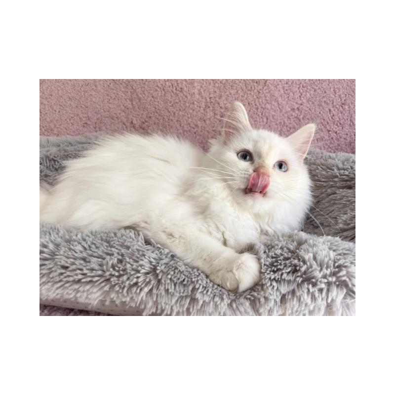 販売中の埼玉県のサイベリアン-137349の5枚目