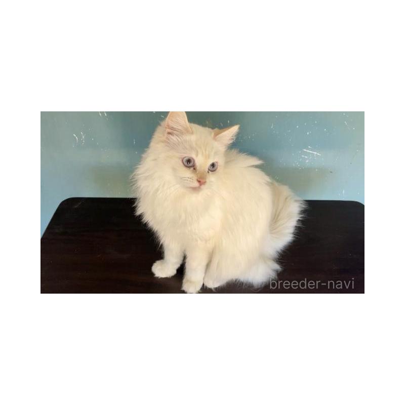 販売中の埼玉県のサイベリアン-137349の3枚目