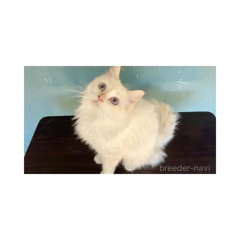 販売中の埼玉県のサイベリアン-137349の2枚目